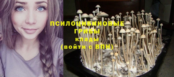 шишки Белокуриха